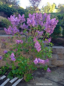 Syringa vulgaris - blooming